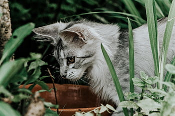 cat, garden, feline, animal, nature, pet, domestic Animal, outdoors, domestic Cat