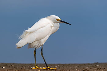 weißer Reiher, Reiher, Wildvogel, Vögel beobachten, Vogelkunde, Natur, Tier, Tierwelt