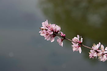 peach Blossoms, flowers, pink, spring, bloom, blossom, plant, nature, petals, branch, peach Flowers