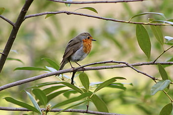 červenka, erithacus rubecula, pěvec, pták, Ptáček, větev, zvíře, volně žijících živočichů, zahradní pták, peří, Setkání