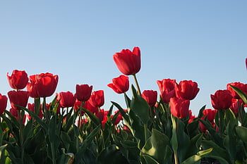 tulipány, Tulipán pole, Červené, Nizozemí, žárovka, Příroda, polder, květ, Holandsko