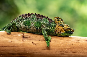 Chamäleon, Reptil, Natur, Tiere, Holz, Waage, exotisch, Eidechse