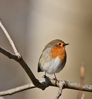 robin, bird, animal, feathers, plumage, wildlife, nature, winter, songbird, ornithology, bird Watching