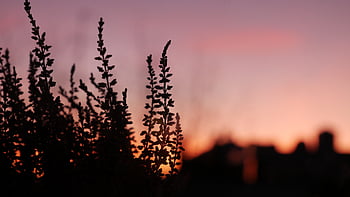 aften, himmel, skumring, varm, orange, klima, solnedgang, sol, daggry, landskab, horisont