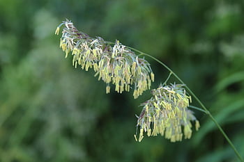 grass Flower, grass, seeds, botany, nature