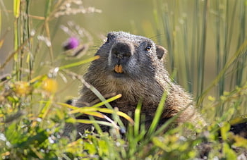 marmot, rodent, alpine Marmot, alps, nature, animal Watching, hibernation, austria, close Up