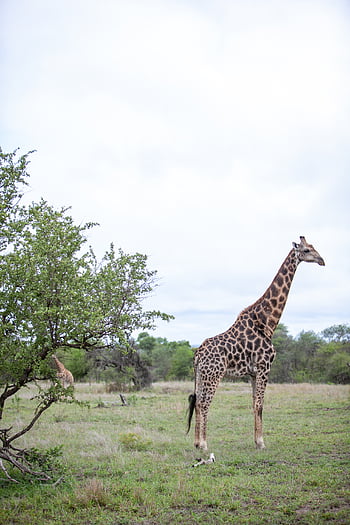 giraffe, animal, wildlife, africa, nature, landscape, tree, mammal, neck, pattern, legs