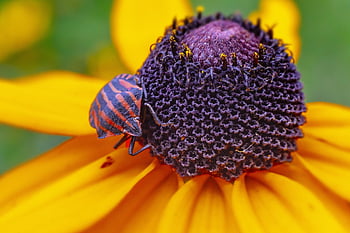 ριγέ σφάλμα, graphosoma lineatum, το κόκκινο, και, μαύρος, ριγέ, ασπίδα, έντομο, λοιμός, όμορφα λουλούδια, λουλούδι ταπετσαρία