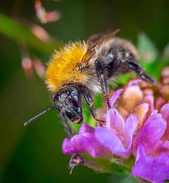 bumblebee, pink flower, close-up, macro shot, bee, pollen, nature's beauty, detailed, perching, insect, flora