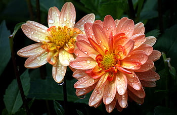 jardin de fleurs macro, Floraison, fleur, botanique, foncé, gouttelettes, floral, fleurs, Frais, en plein air, pétales
