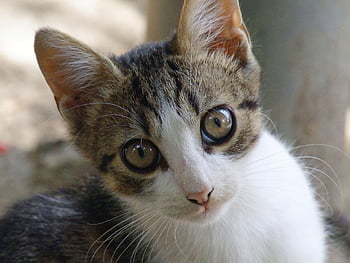 kitten, cat, cute, pet, domestic Cat, portrait, feline, sweet, player, mammal, animals