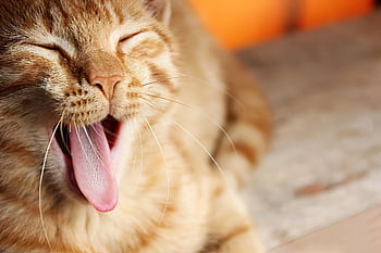 cat, animal, feline, portrait, kitty, pet, nature, domestic, breed, mammal