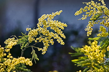 mimosa, flowers, spring, bloom, yellow Flowers, mimosa Flowers, small Flowers, 8 March, women's Day, inflorescence, flower