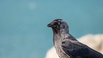 Taccola occidentale, natura, taccola, uccello, aviaria, ornitologia, coloeus monedula, copia spazio, campo, taccola Corvus Monedula, cielo blu