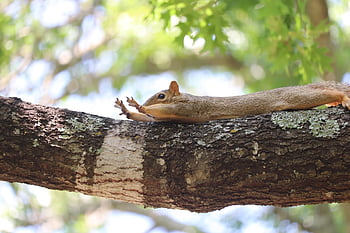 veverka, zvíře, větev, strečink, hlodavec, savec, volně žijících živočichů, dvorku, strom, fauna, divočina