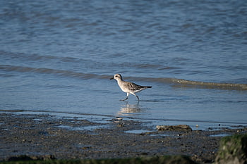 kulík černý, pták, moře, Šedý plover, kulík, zvíře, volně žijících živočichů, brodivý pták, břeh, pobřeží, záliv