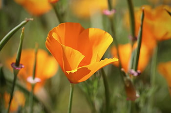 zlatý mák, makový květ, květinové pozadí, Kalifornie, kappenmohn, květ, Zlatá žlutá, okvětní lístky, mák, vlčí mák, ospalý