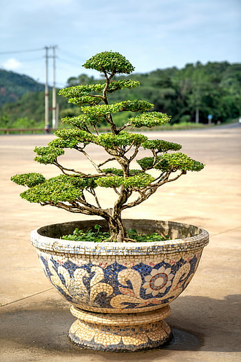 bonsai strom, vzorovaný hrnec, Dekorativní keramický hrnec, Venkovní displej, Elegantní bonsai, Mosaic Pot, venkovní bonsaje, Kramický bonsaj hrnec, Vzorovaný bonsai hrnec, Venkovní keramický hrnec, Bonsai v hrnci