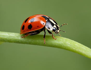 ai Generated, ladybug, insect, beetle, black Dots, cute, macro