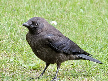 taccola, uccello corvo, corvus monedula, nativo, buio, uccello, piume, nero, animale, corvo, becco