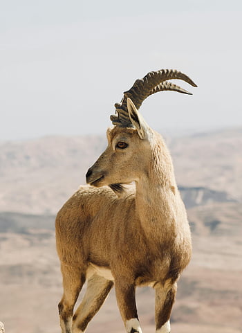 알파인 아이 벡스, 긴 뿔, 산악 배경, 근접 사진, 놀라운 알파인 IBEX, 야생 동물 사진, 뿔이 있는 동물, 자연 서식지, 산 염소, 고산 풍경, IBEX 종
