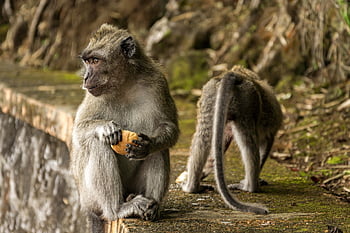 opic, primátů, zvířat, volně žijících živočichů, Příroda, savců, fauna, pár, dva, divoký, savec