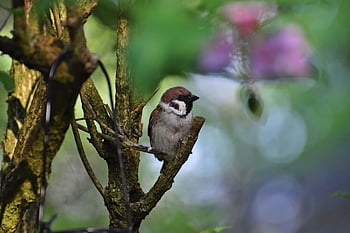 bird, sparrow, nature, ave, bill, plumage, feathers, ornithology, beak, birdwatching, branch