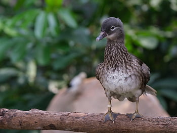 eurasian Teal, common Teal, eurasian Green-winged Teal, nature, bird, animal, wildlife, duck Teal
