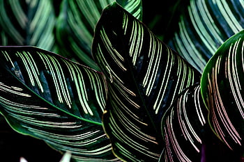 calathea, leaves, stripped Line, pattern, nature, plant