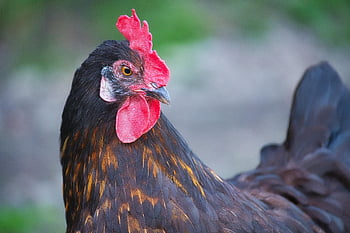 chicken, hen, bird, poultry, animal, plumage, animal Portrait, chicken Husbandry, livestock Farming, agriculture, nature