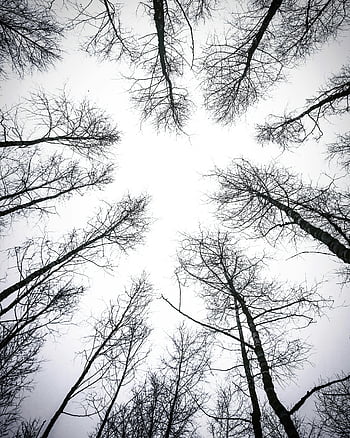 葉のない木、 白い空、 冬、 劇的なシルエット、 上向き、 裸の枝、 森林、 自然、 シーズン、 屋外の、 風景