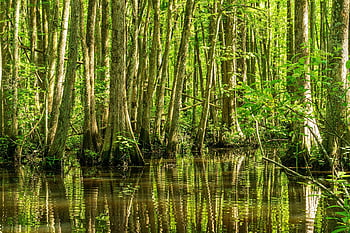 millpond, cypress Swamp, cypress Pond, forest, swamp, pond, reflections, mood, landscape, nature, outdoors