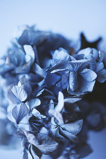 blauwe hortensia, Close-up shot, delicate bloemblaadjes, zachte achtergrond, florale fotografie, hortensia bloemen, blauwe bloemen, natuurfotografie, gedetailleerde close-up, onscherpe achtergrond, hortensia bloemblaadjes