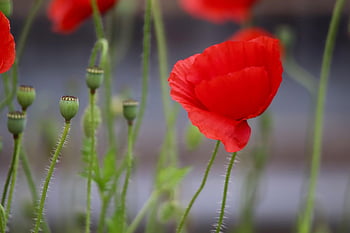 coquelicots, papaver, coquelicot, fleurs de prairie, fleurs rouges, pétales, belles fleurs