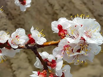 spring, nature, northern Pakistan, blossom