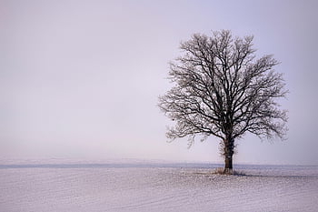 sníh, zimní, strom, klid, krajina, Příroda, bavaria, Německo, louka, mráz
