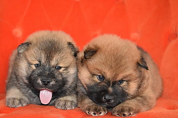 eurasier, štěňata, psů, domácí mazlíčci, zvířat, mladých psů, Domácí psi, savců, psí, pejsek, roztomilý