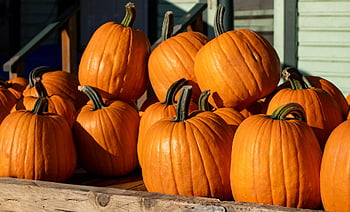 Kürbisse, Ernte, Kürbisbeet, Herbst, fallen, Gemüse, Bauernmarkt, produzieren, quetschen, Kürbis, Halloween