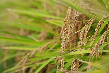 ch, asian Rice, rice, isaac, fruit, autumn, grain, plant, nature, landscape, rice Paddies