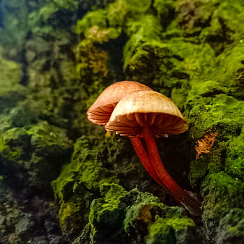 mushrooms, plants, toadstool, mycology, forest, wild, nature, natural Pic, mashroom, orange Mashroom