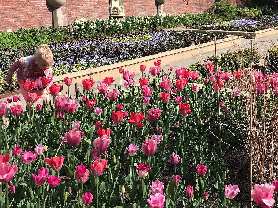 pink, tulips, lauritzen