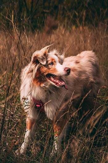 Australian Shepherd, dog in grass, tall grass, vibrant autumn, Montreal, charming dog, outdoor setting, autumn setting, dog photography, pet in nature, autumn grass