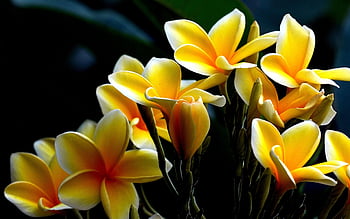plumerias, flori, floare tapet, frangipani, Plumerii galbene, petale, fundal de floare, galben petale, a inflori, flori frumoase, inflori