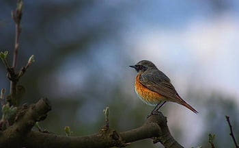 společný redstart, phoenicurus phoenicurus, hnědý a oranžový pták, posazení na větvi, Fotografie selektivního zaměření, Živá fotografie, fotografování přírody, fotografování ptáků, fotografování divoké zvěře, venkovní fotografie, větev stromu