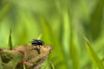 fly, bluebottle, insect, animal, winged Insects, two-winged, nature, hymenoptera, entomology, macro, up Close