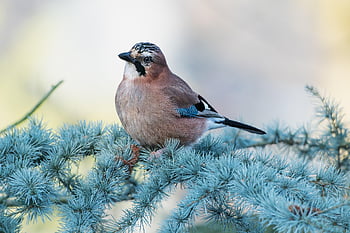 bird, tree, beak, mac Wallpaper, wallpaper Hd, desktop Backgrounds, free Wallpaper, laptop Wallpaper, plumage, feathered Animal, hd Wallpaper