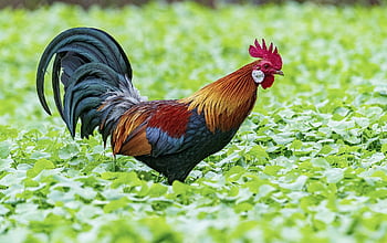 chicken, rico, delicious, soup, asopado, fly, mine, wing, hairy, strategy, village
