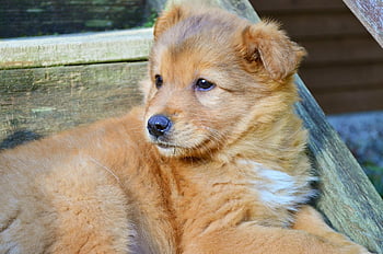 puppy, stairs, dog, pup, steps, pet, animal, young, cute, outdoor, brown