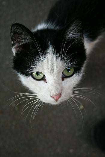 černé a bílé kotě, zelené oči, prominentní vousy, detailní portrét, okouzlující, kočičí tvář, černá a bílá kočka, Kitten oči, kníry, kočka portrét, zelenooká kočka