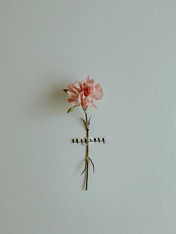 garofano rosa, sfondo bianco, fiore singolo, arredamento minimalista, Pinning creativo, decorazione murale, arte floreale, design semplice, rosa pastello, arredamento interno, stile minimalista